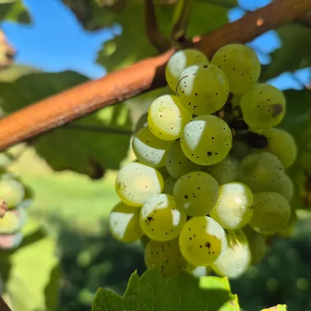 Julianna Апартаменты