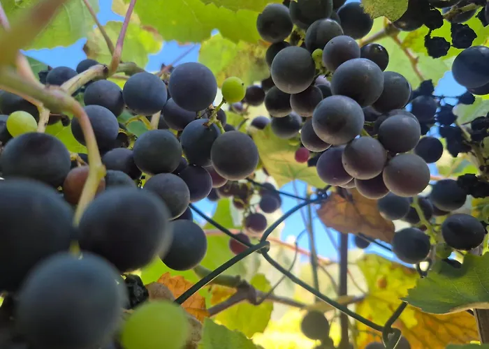 Julianna Odernheim am Glan